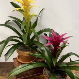 Two bromeliad plants with yellow and magenta blooms in terracotta pots on a wooden surface