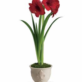 Teleflora's Merry Amaryllis
