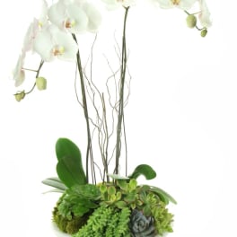 White orchids in a white bowl with assorted succulents