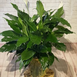 Potted peace lily plant with white blooms and glossy green leaves