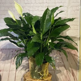 Potted peace lily plant with white blooms and glossy green leaves