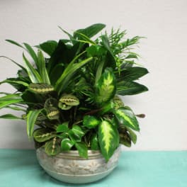 Mixed green houseplant arrangement in a decorative ceramic bowl