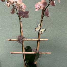 Two pink orchid stems in a white pot with a butterfly decoration