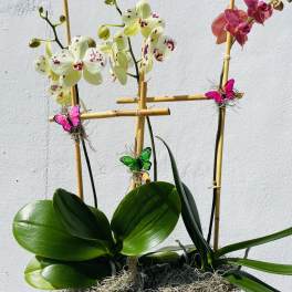 Potted orchids with white and pink blooms in a black container