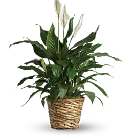Potted peace lily with white blooms in a woven basket