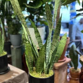 Snake Plant in Ceramic