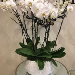 White orchid plant in a white ceramic pot on a glass table