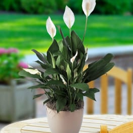 Potted peace lily with white blooms in a white ceramic pot