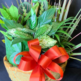 Mixed green houseplants in a ceramic bowl with a red ribbon