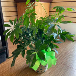 Potted green houseplant with glossy leaves and a bright ribbon bow