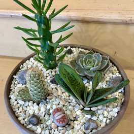 Simply Succulents