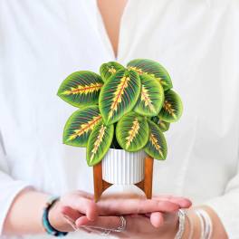 Small potted plant with green and red patterned leaves in a white planter