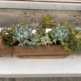 Succulent arrangement in a bamboo trough planter