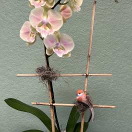 Potted orchid with pale pink blooms and a small bird decoration