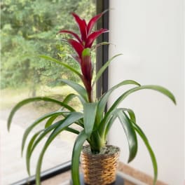 Bromeliad Plant