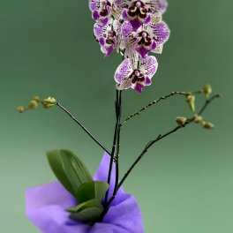 SOLD OUT | Mini-Orchid Plant