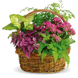 Wicker basket of pink flowering plants and green foliage