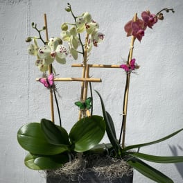 Three orchid plants in a black container with butterfly decorations