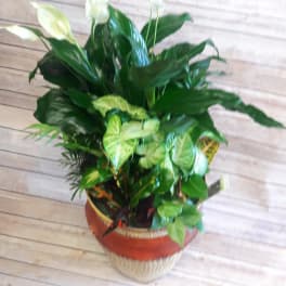 Potted peace lily and mixed foliage arrangement in a woven basket