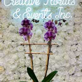 Purple orchids in a black planter before a white floral wall with a neon sign