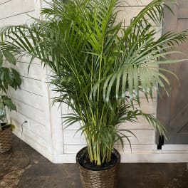Tall potted palm plant in a woven basket planter