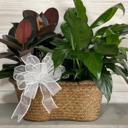 Two leafy potted plants in a woven basket with a white ribbon bow