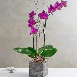 Purple orchid arrangement in a square stone planter