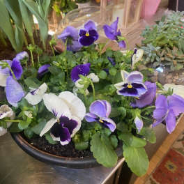 Potted purple and white pansies in a black container