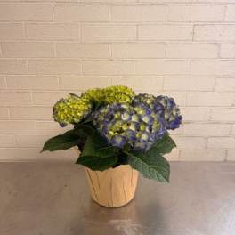 Blue Potted Hydrangea