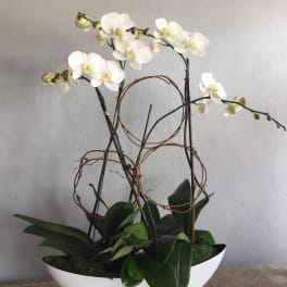 White orchids arranged in a white bowl planter with decorative twigs