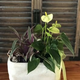 Potted tropical plant arrangement in a white ceramic container