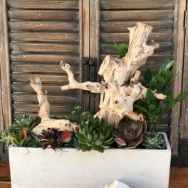 Succulent arrangement in a white rectangular planter with driftwood accents