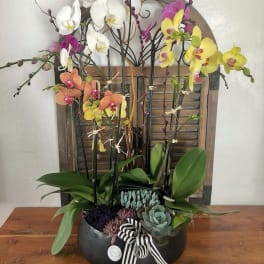 Orchid arrangement in a black bowl with succulents and a striped ribbon