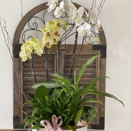 Orchid arrangement in a white bowl with a plaid ribbon