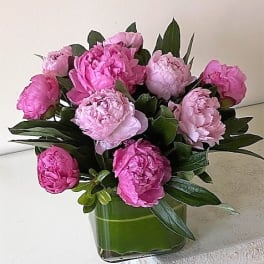 Bouquet of pink peonies in a clear glass cube vase