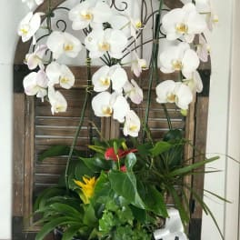 White orchids arranged in a black planter with mixed tropical foliage