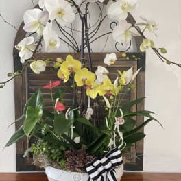 Orchid arrangement in a white bowl with a black-and-white ribbon