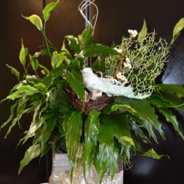 Green floral arrangement with calla lilies and a glittery bow in a box