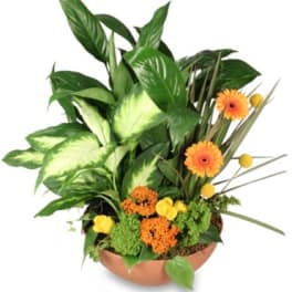 Tropical plant arrangement with orange and yellow flowers in a low copper bowl
