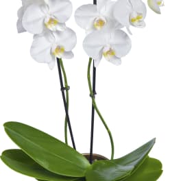 Potted white orchid plant with multiple blooms in a beige cylindrical pot