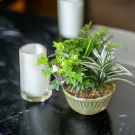 Small potted ivy and striped foliage plant in a green ceramic bowl
