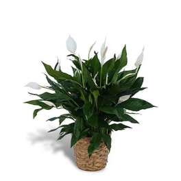 Potted peace lily plant with dark green leaves and white blooms in a woven basket