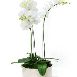 White phalaenopsis orchid plant with two tall blooming stems in a low white ceramic pot