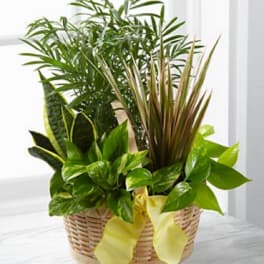 Basket of assorted green houseplants with a yellow ribbon