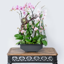 Tall orchid arrangement in a black rectangular planter