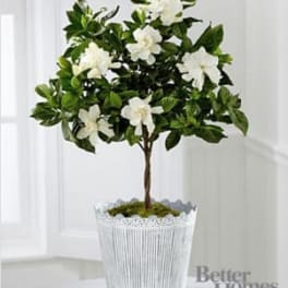 Blooming Tranquility Gardenia Plant by Better Homes and Gardens®