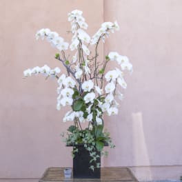 Tall white orchid arrangement in a black square vase