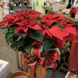 Red poinsettia plant with a large decorative ribbon