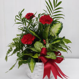 Red carnations in a white basket with a red ribbon