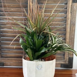 Potted arrangement of assorted green houseplants in a white planter